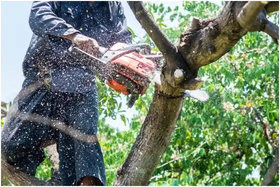 tree services Boiling Springs